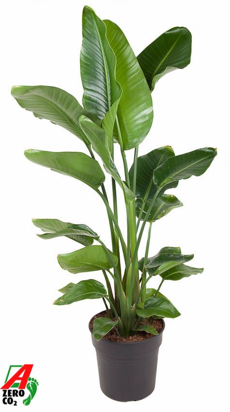 Strelitzia Nicolai P31(zonder bloem), D 31