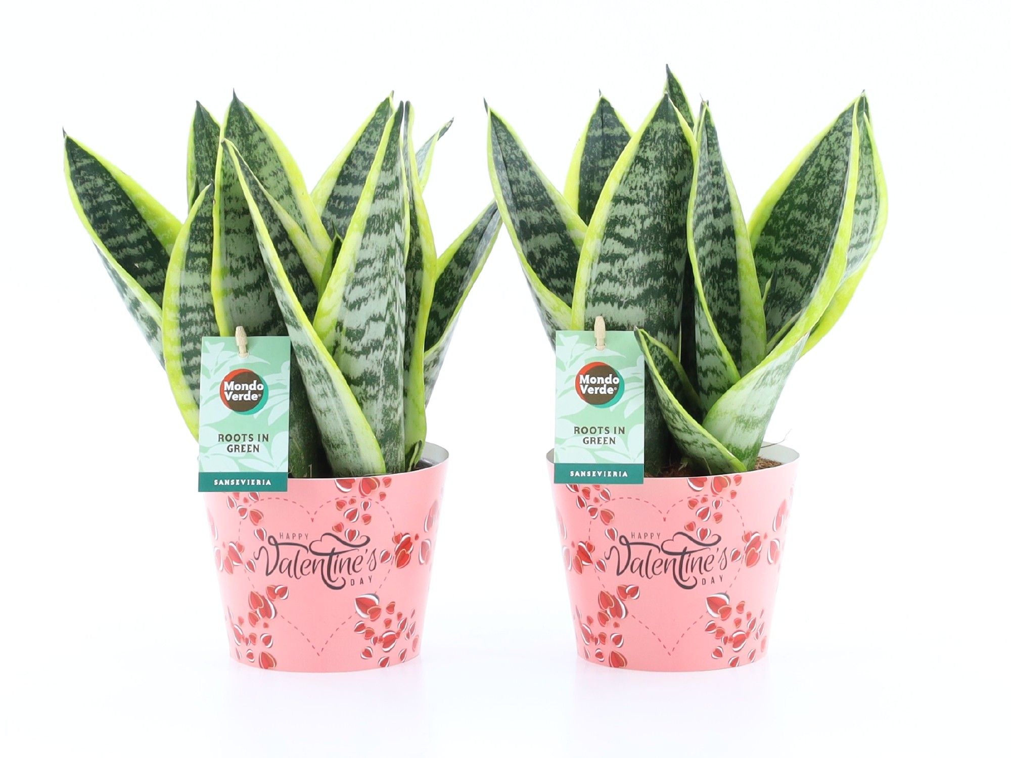 Sansevieria 'Futura Superba' in Potcover Valentine, D 12