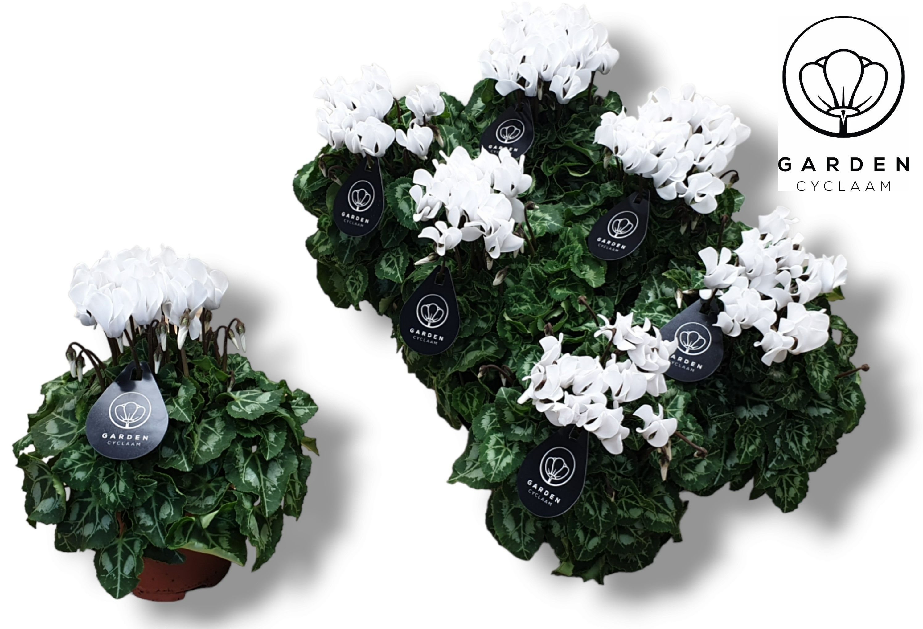 Cyclamen GARDEN WIT, D 10,5
