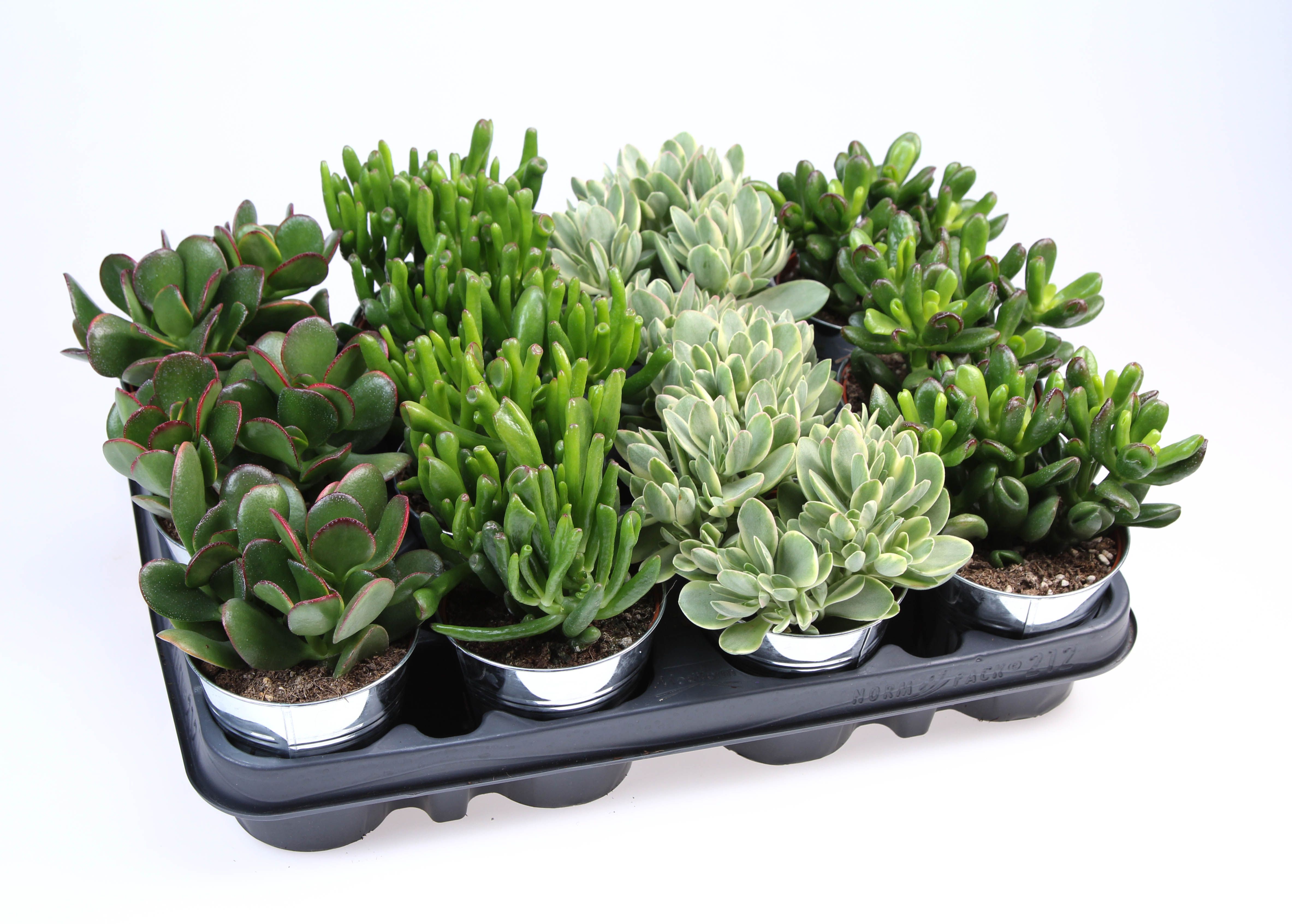 Crassula mix in Zinkpot, D 8,5