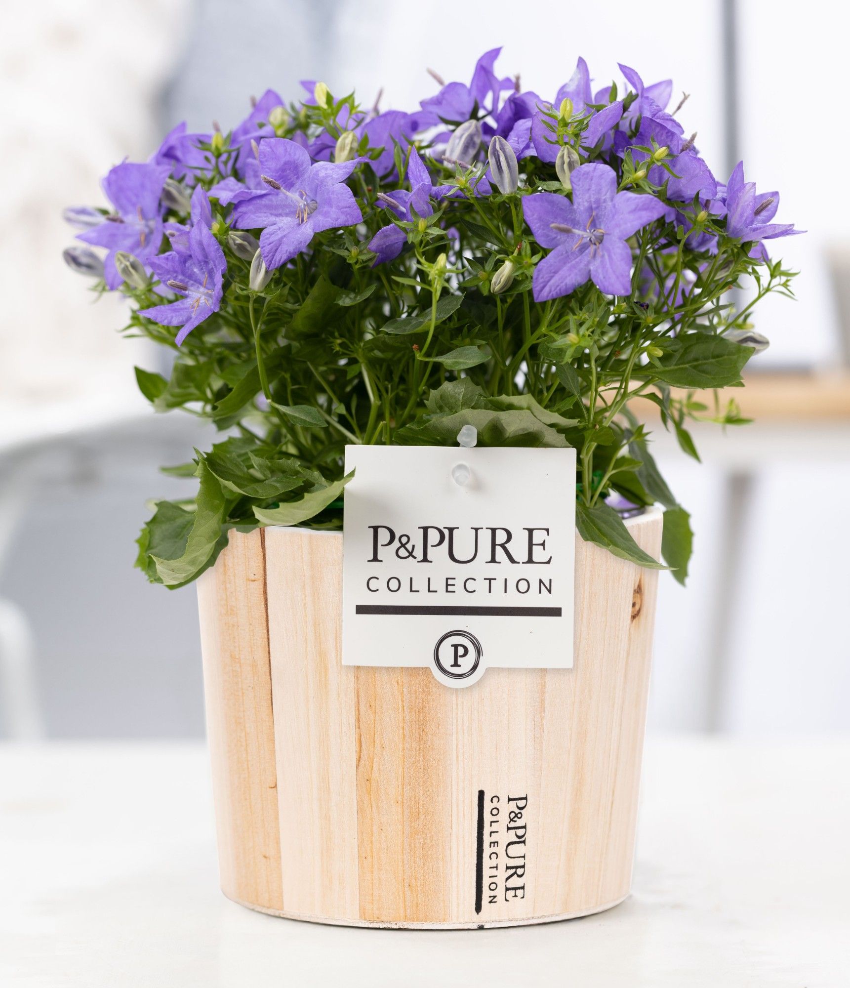 Campanula 'Napoli' Pure Wood, D 14