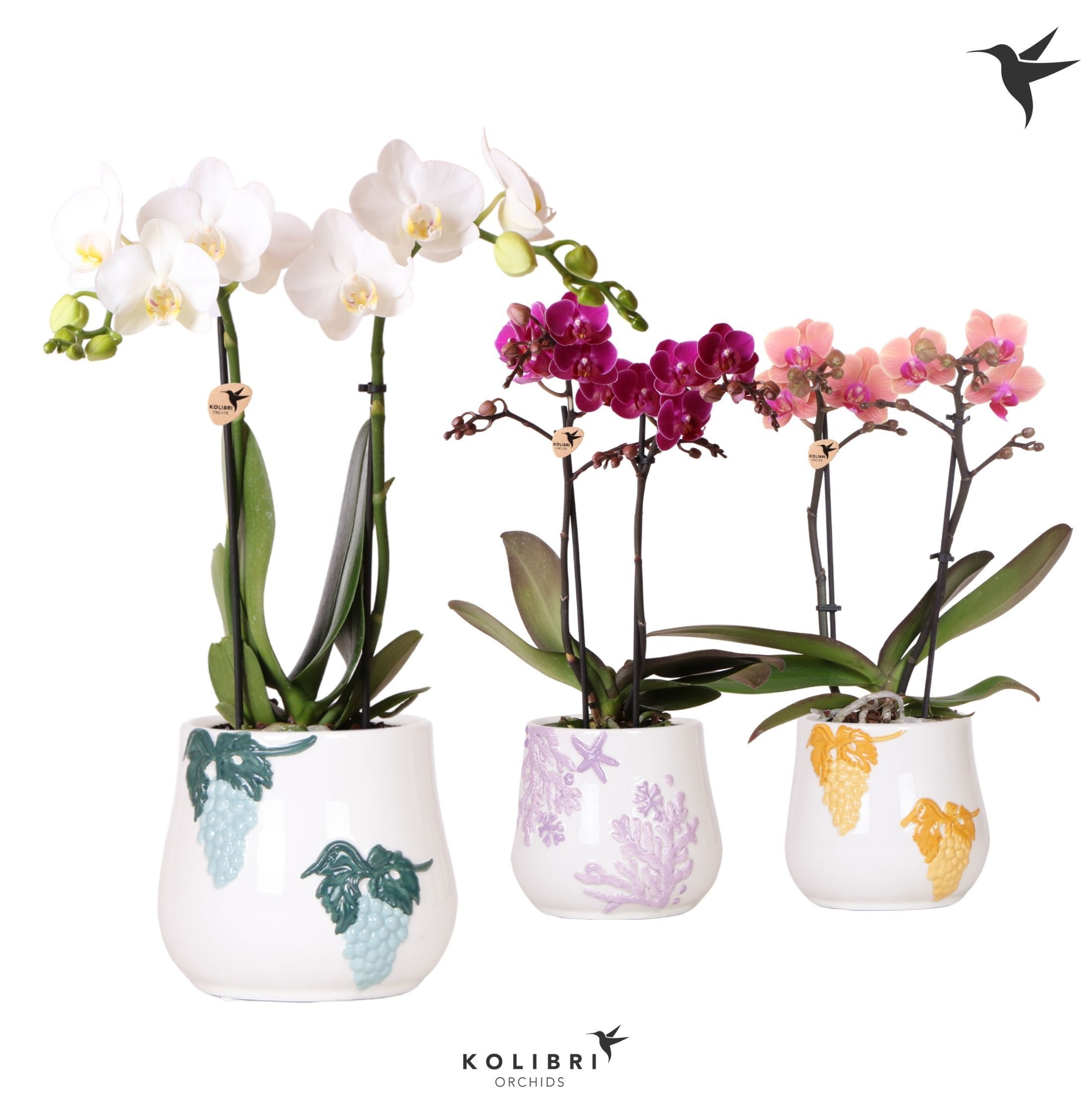 Kolibri Orchids Phalaenopsis mix 2 spike in Coral pot mix, D 9