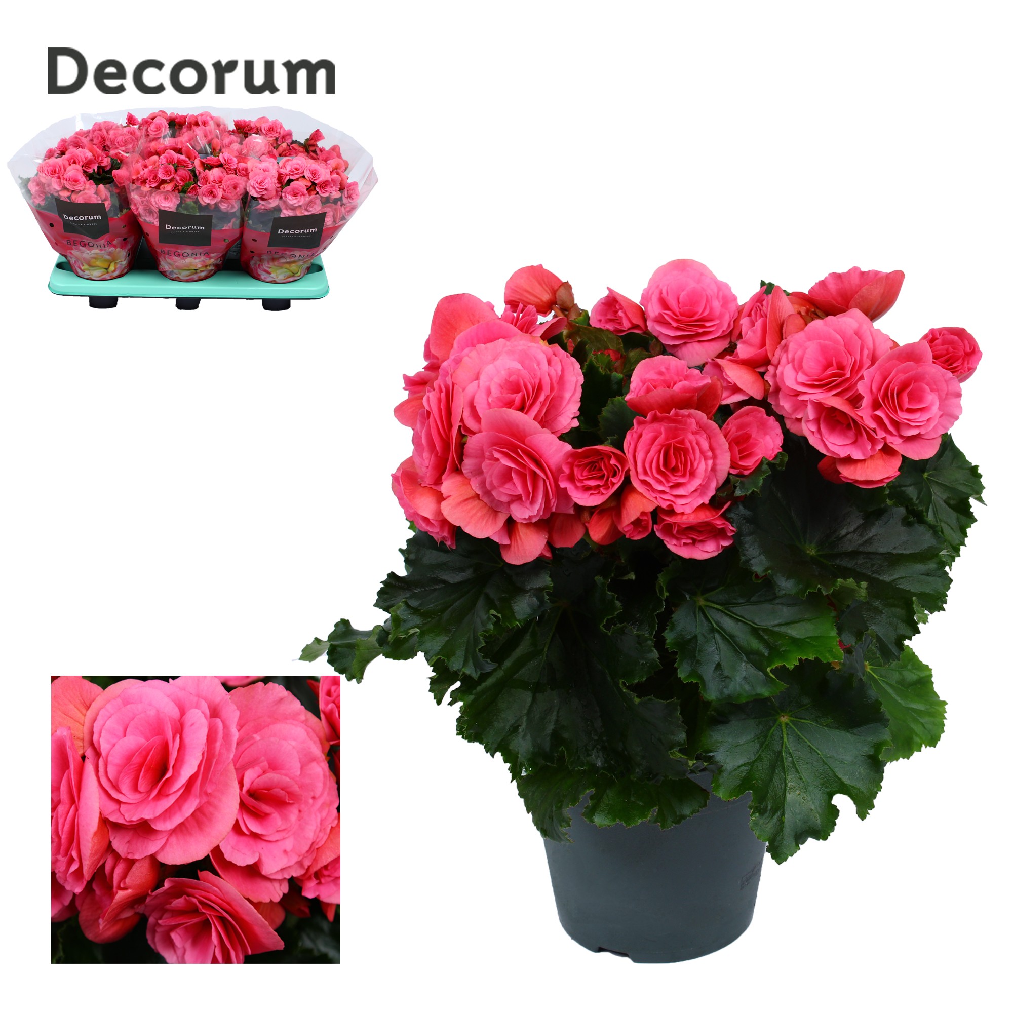 Begonia ''berseba'' paars 14 cm Decorum, D 14
