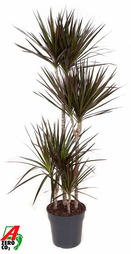 Dracaena Magenta 90-60-30-15, D 27