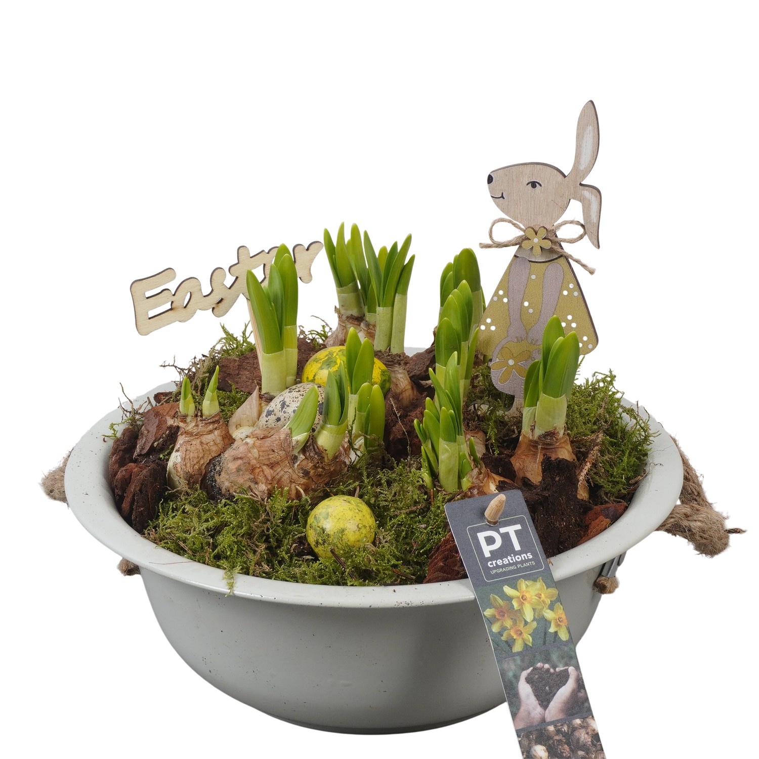 PTNP4423 Arrangement Narcissus Easter in zink schaal, D 24