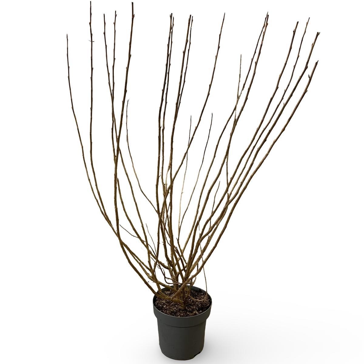 Ribes sang. 'Pulborough Scarlet', D 32