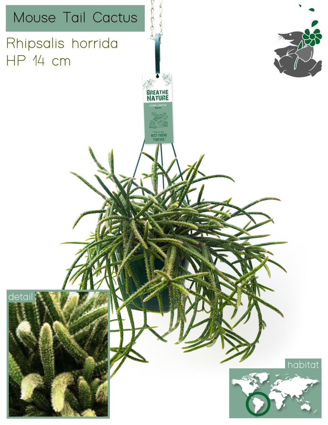 Rhipsalis Horrida HP14, D 14