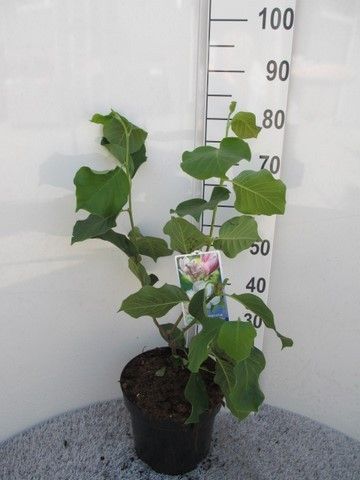 Magnolia soul. Satisfaction 60-80 P26, D 26