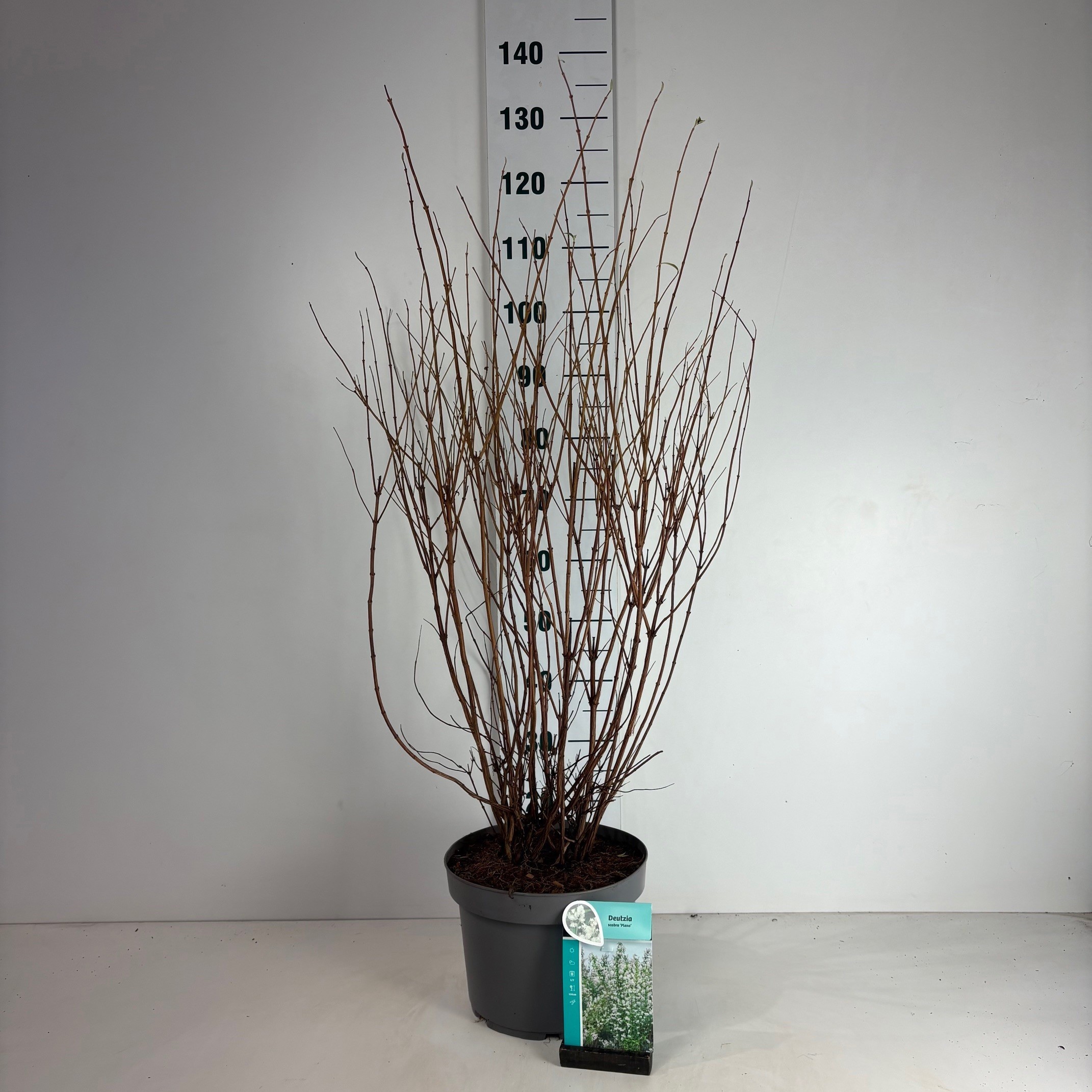 Deutzia scabra Plena, D 29