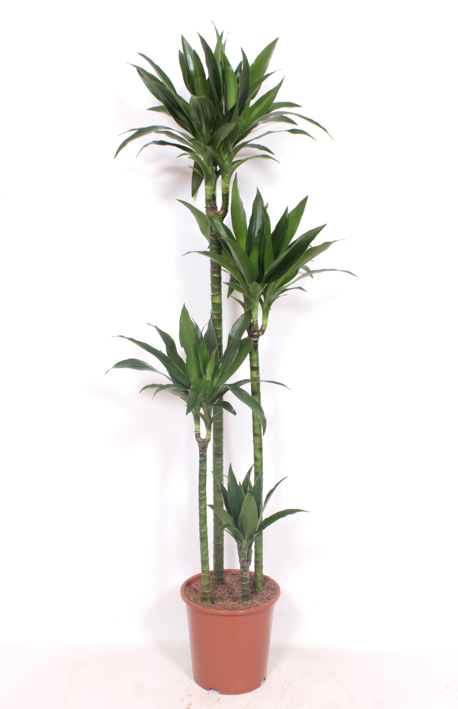 Dracaena Janet Craig 120-90-60-30, D 27
