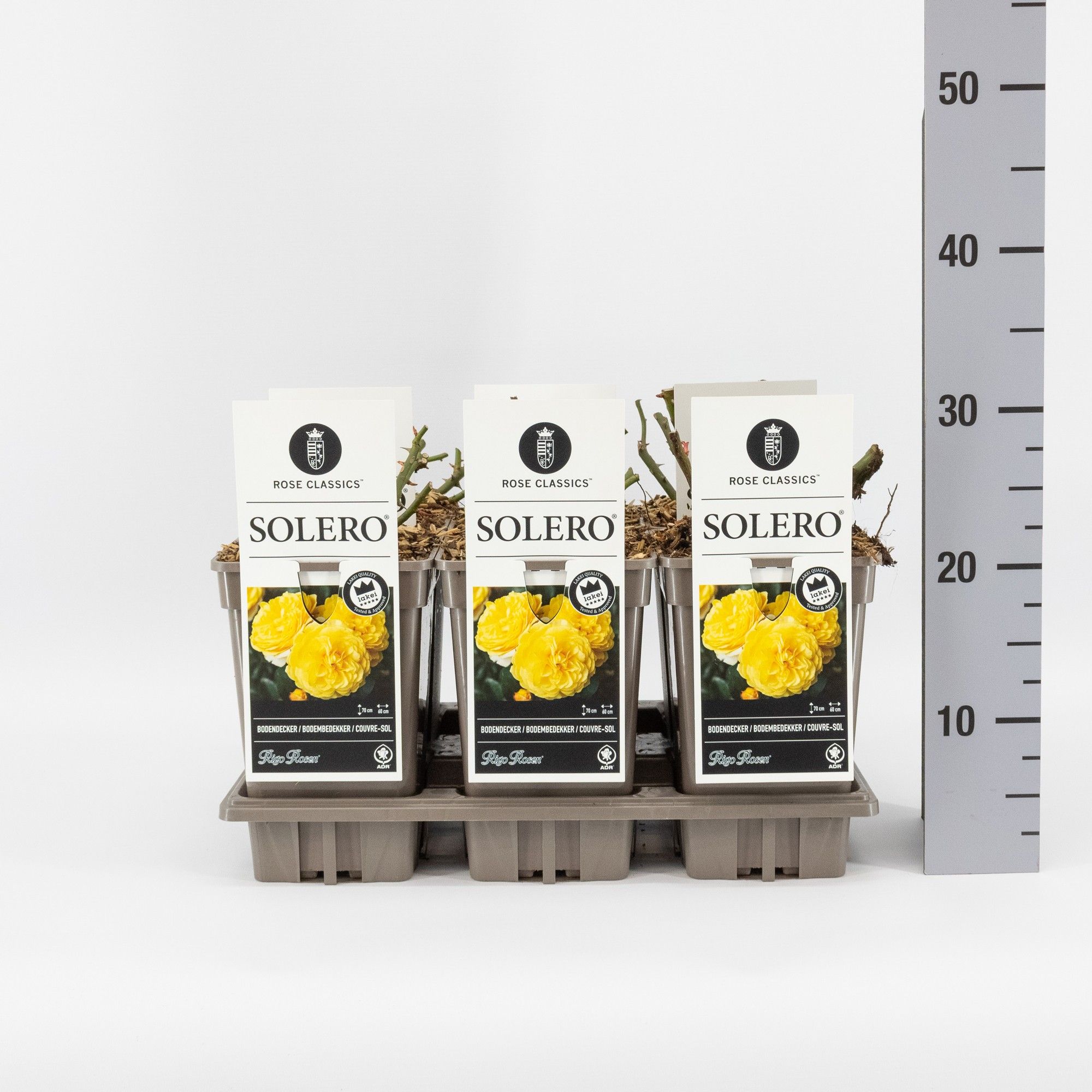 Rosa (P) Solero ®, C3, D 17