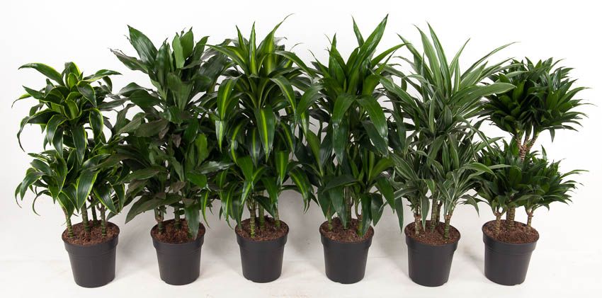 Mix Deremensis 45-carrousel, D 21