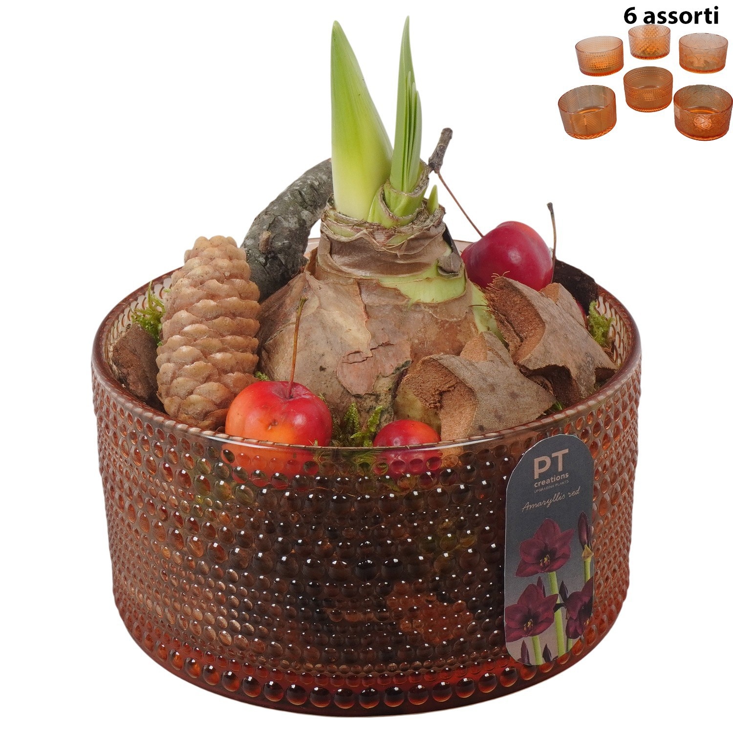 PTACH2421 Arrangement Amaryllis Christmas in glas schaal, D 15