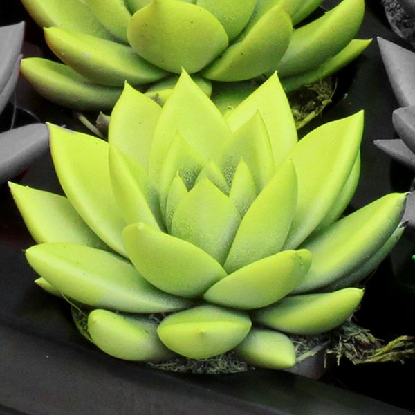 Miranda coloured neon yellow, D 6