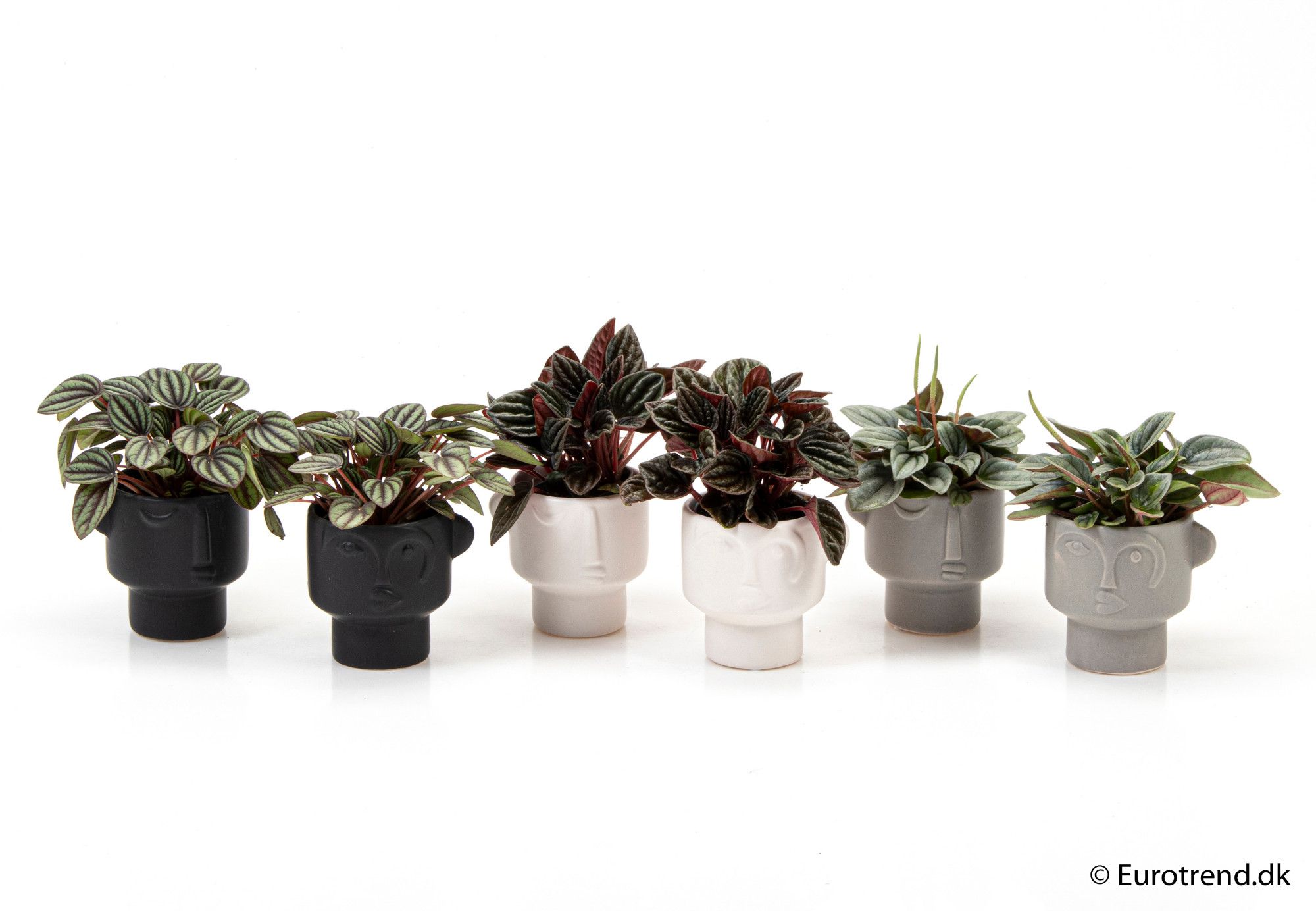 Peperomia mix in ceramic - New Look 2025, D 6