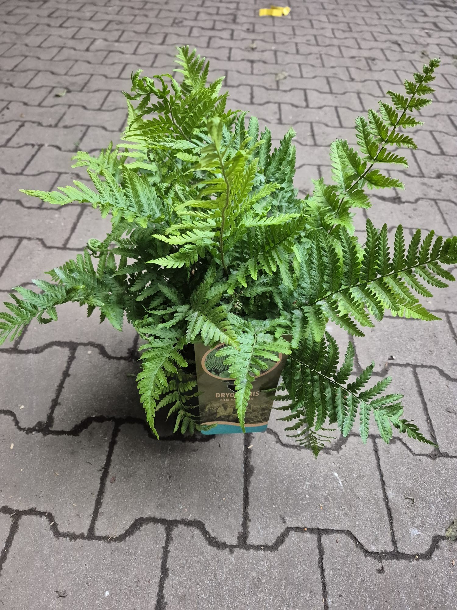 Dryopteris filix mas 'Mexica', D 23