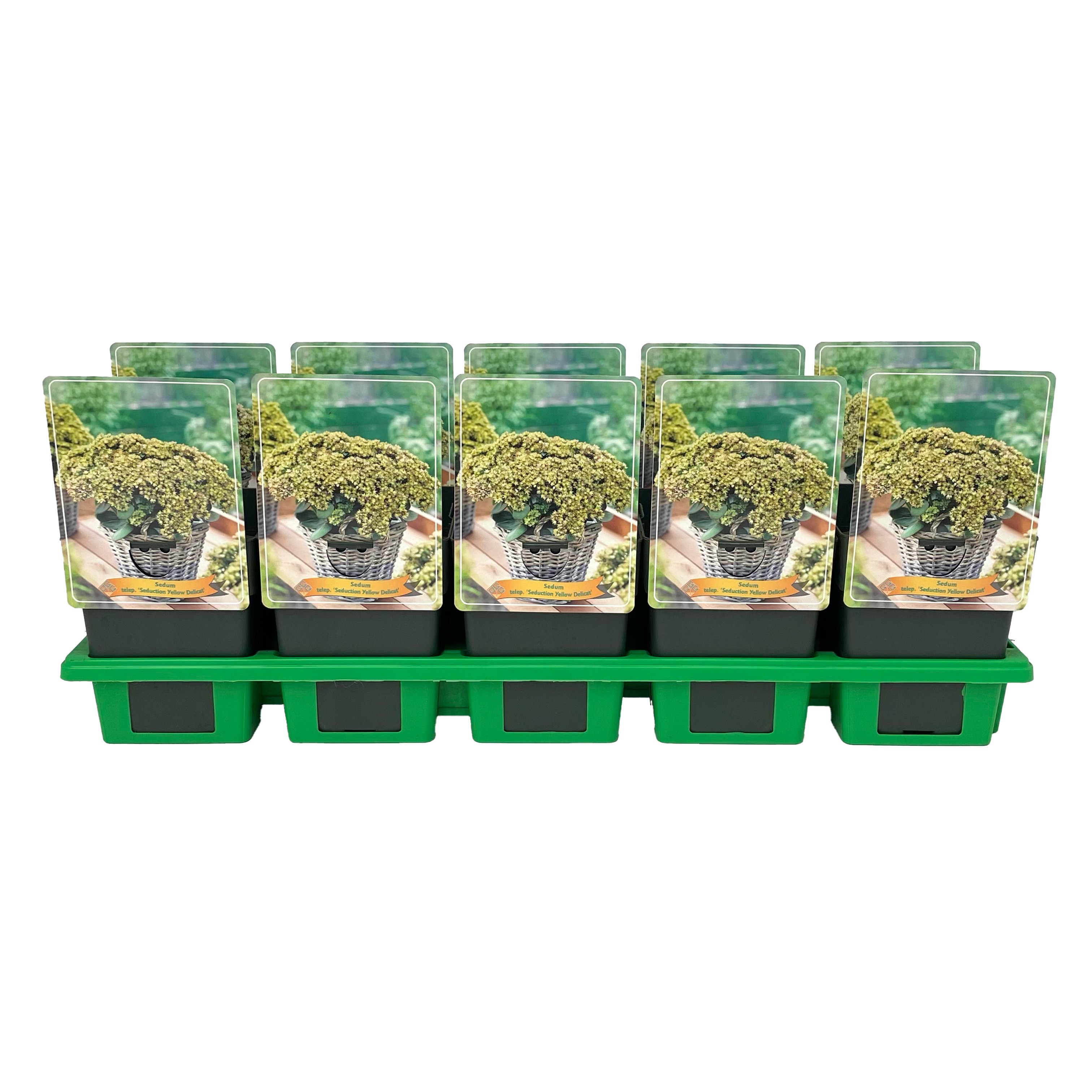 Sedum telephium 'Seduction Yellow Delicat' P11, D 11