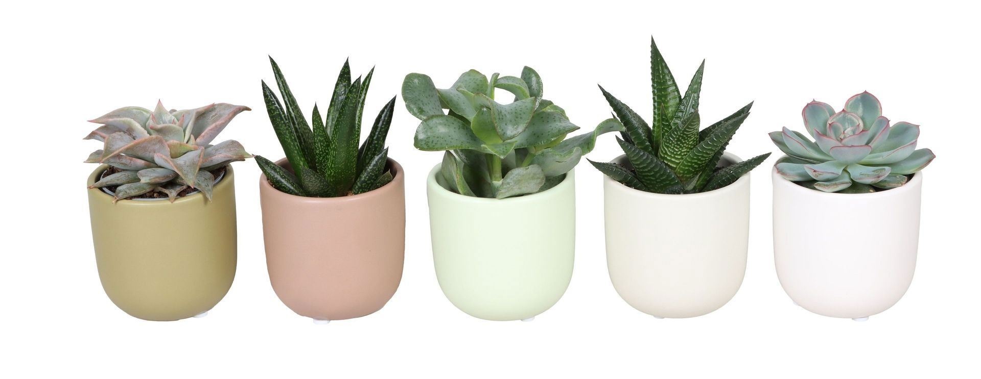 L 67359 with Succulent Mix 6 cm, D 6