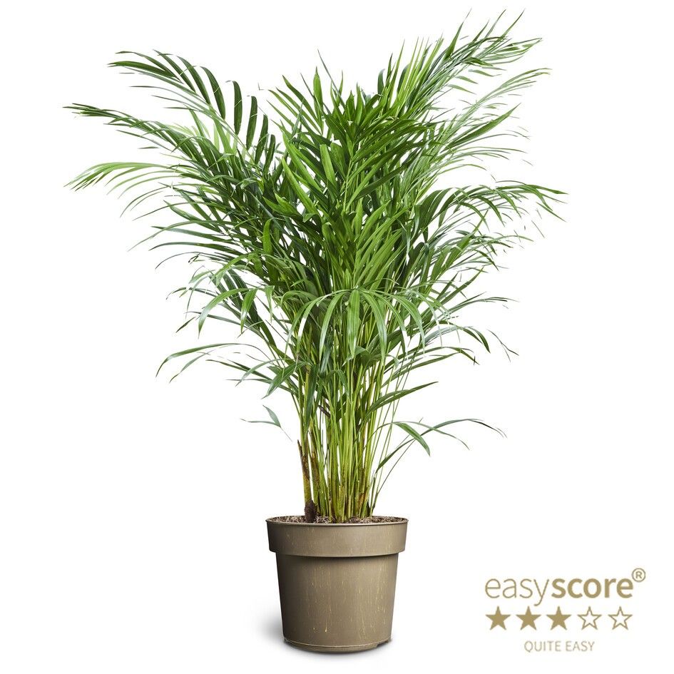 Dypsis lutescens, D 24