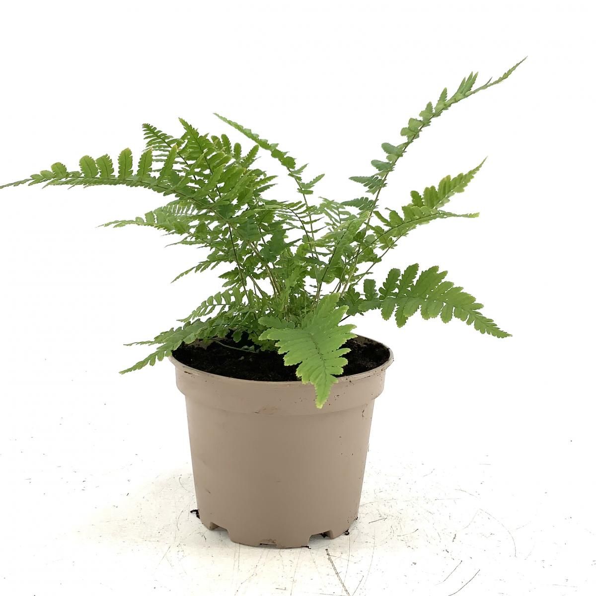 Dryopteris dilatata, D 17
