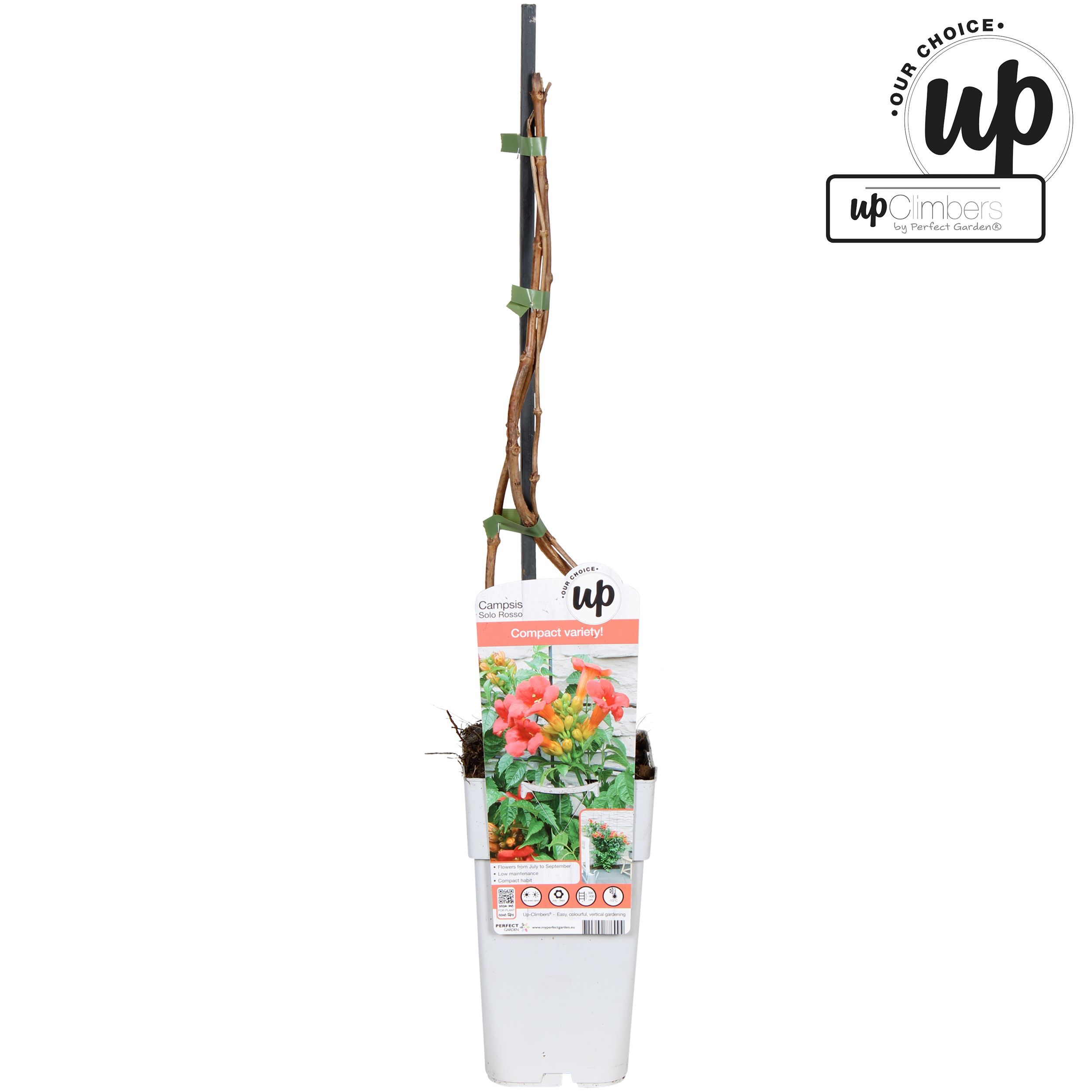 Campsis tagliabuana 'Solo Rosso' P15, D 15