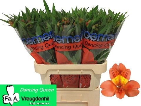 Альстромерия Дэнсин Квин (оранж.), шт.