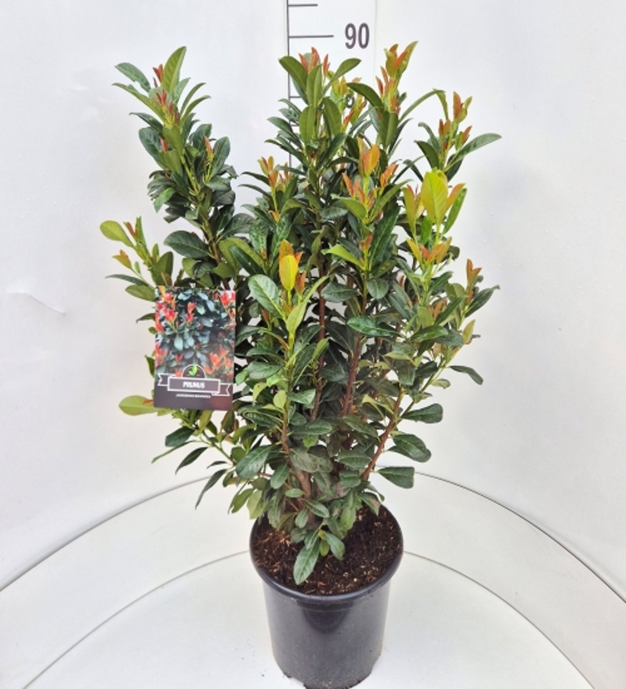 Prunus l. Bonaparte, D 32