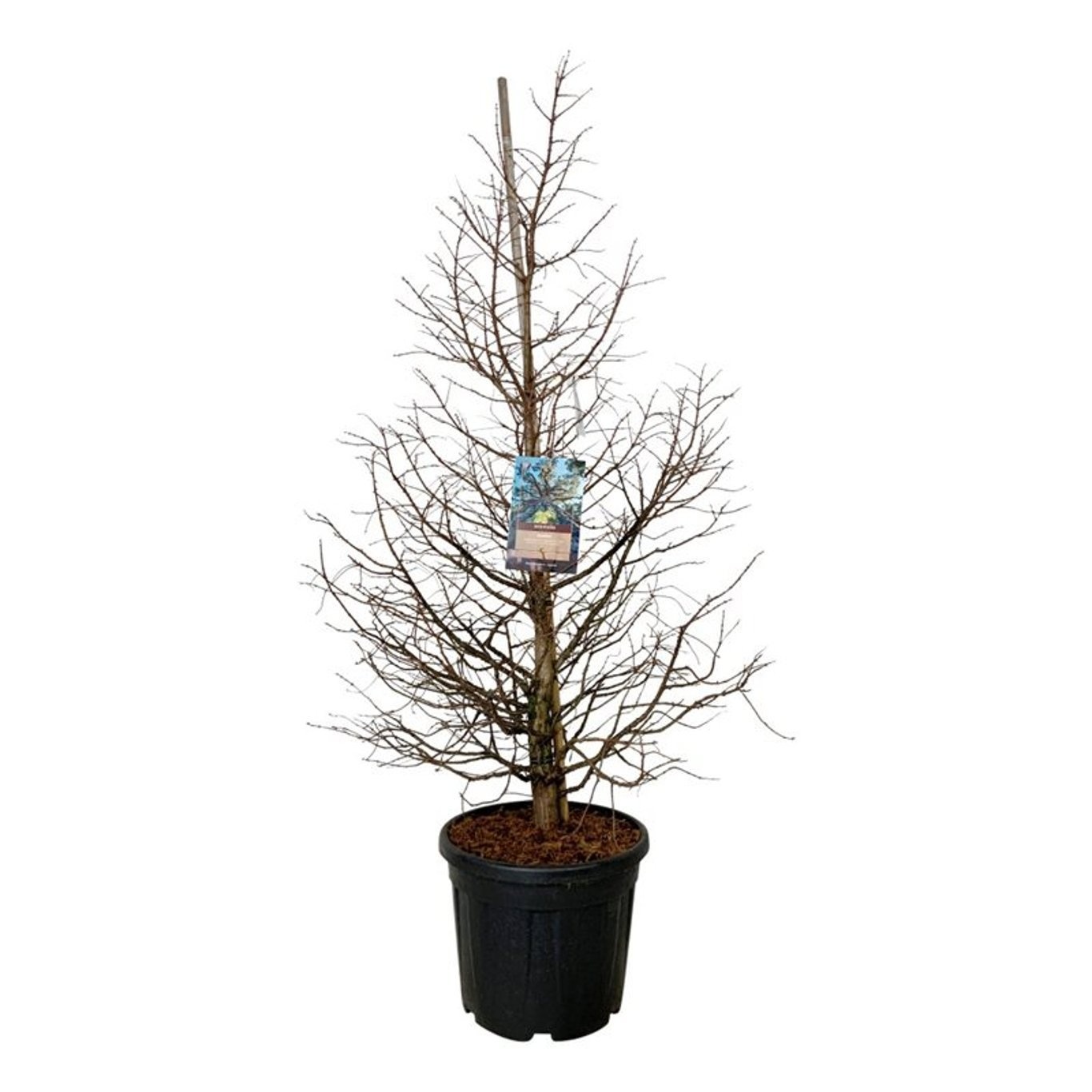 Metasequoia gl. 'Daw.Tawny Fleece', D 50