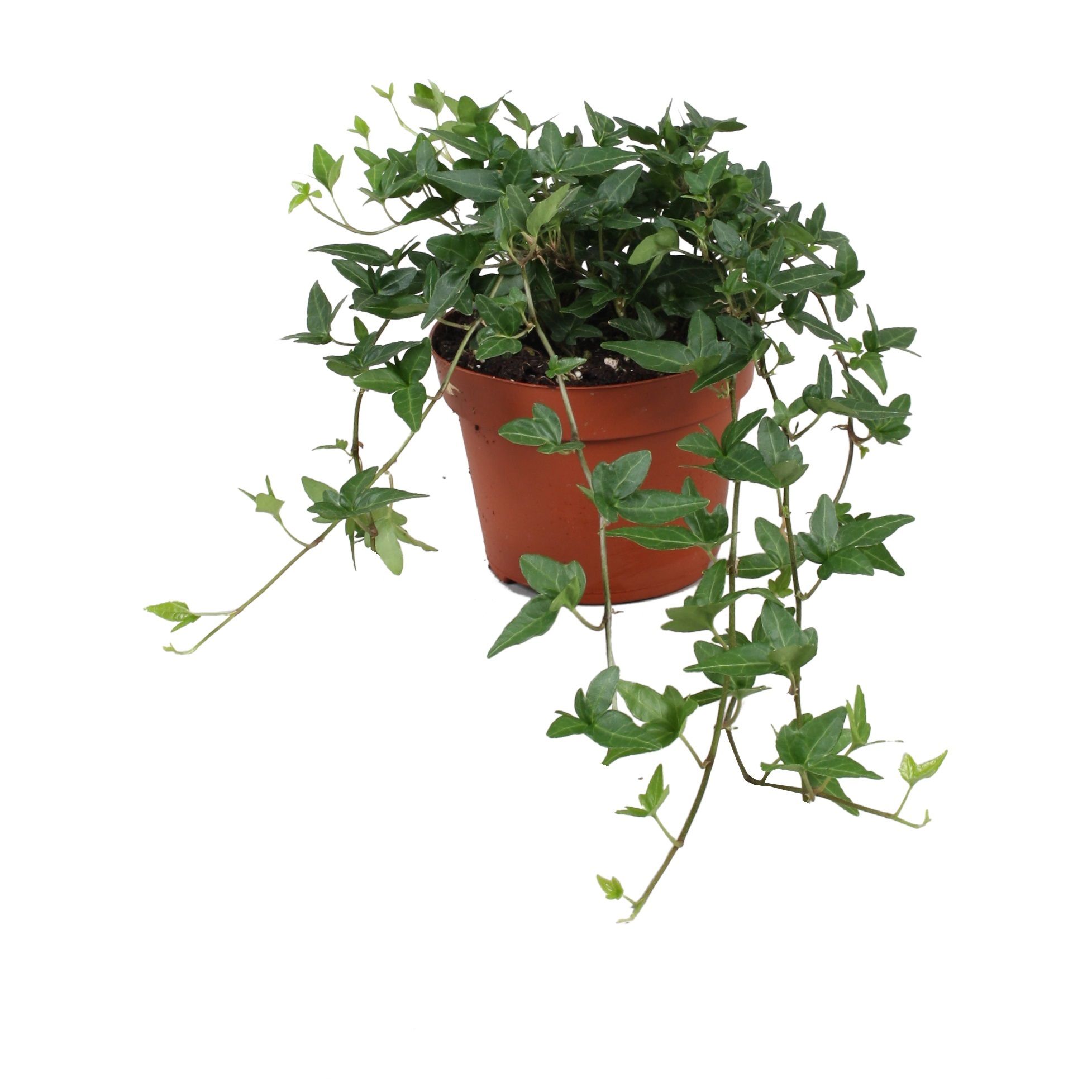 Hedera helix Shamrock, D 13