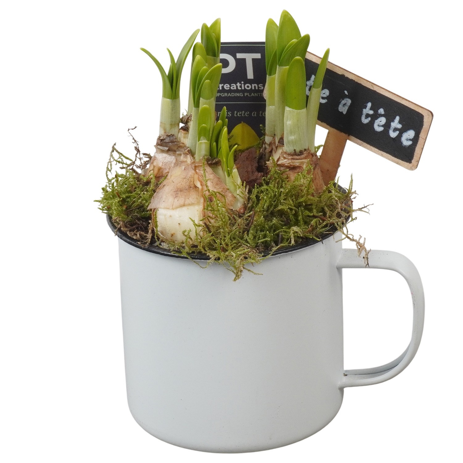 PTN8556 Arrangement Narcissus in zink pot, D 10