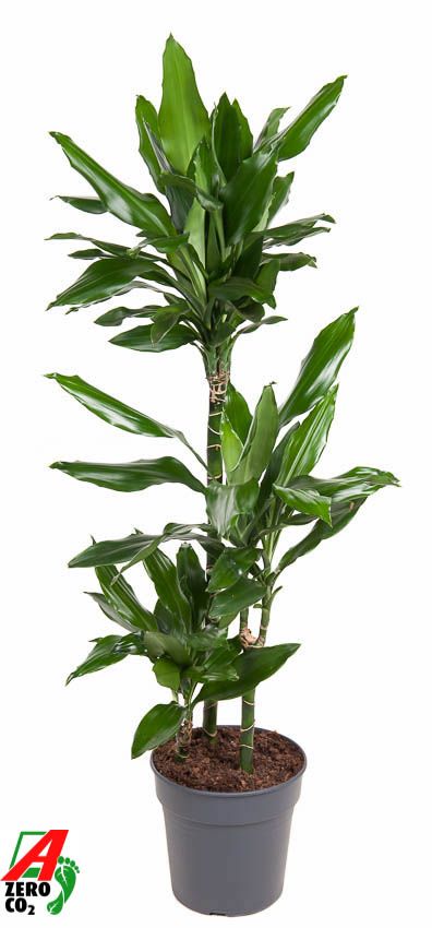 Dracaena Janet Lind 60-30-15, D 21