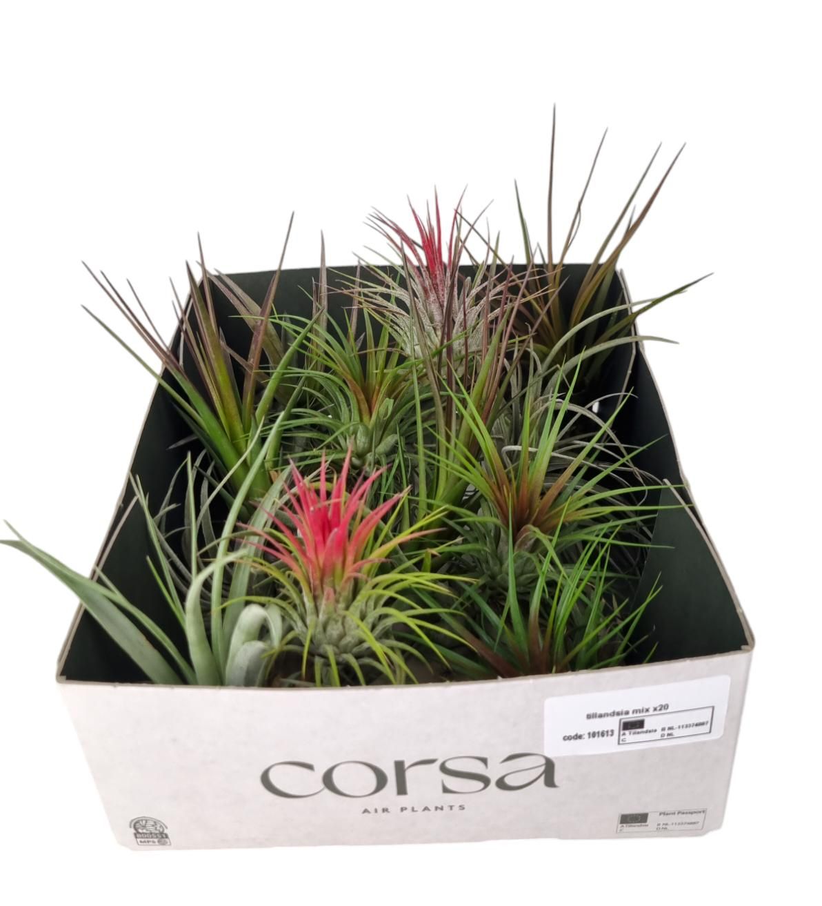 tillandsia mix x20, D 6