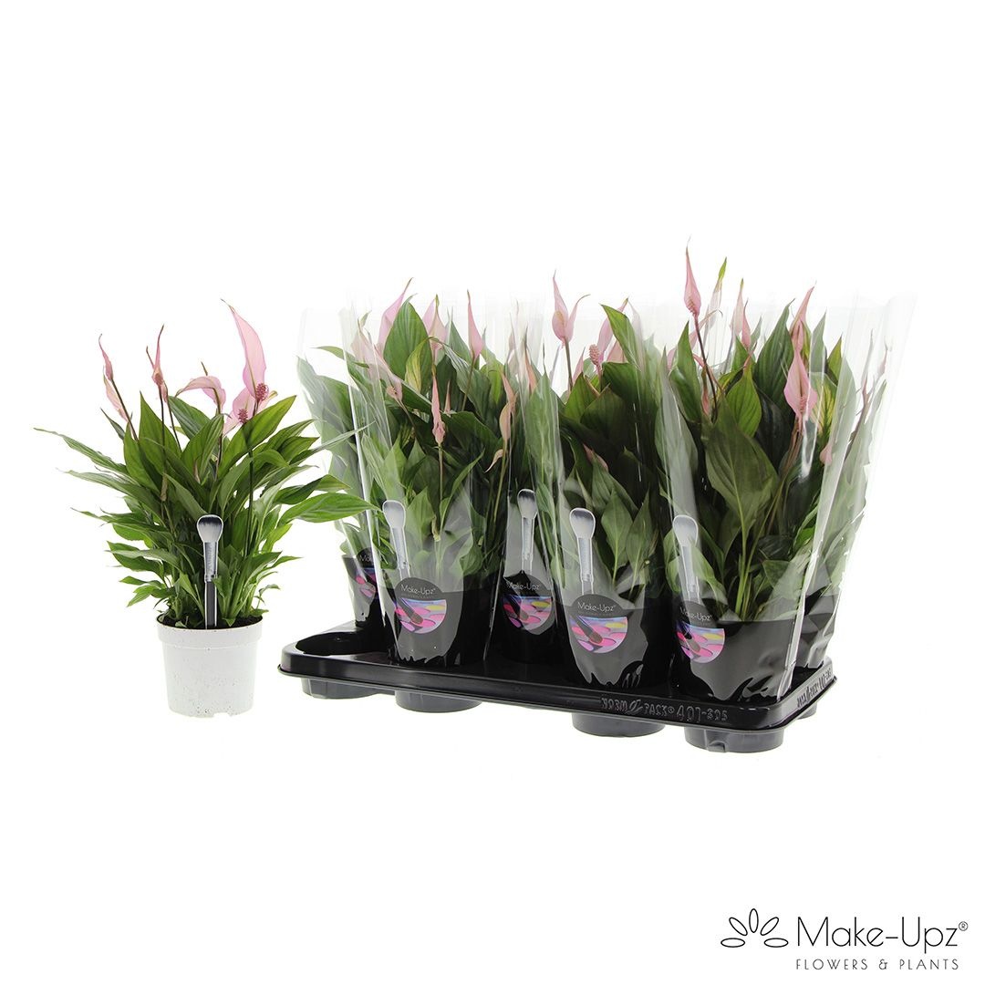 Spathiphyllum 13 cm Bellini Make Upz roze, D 13