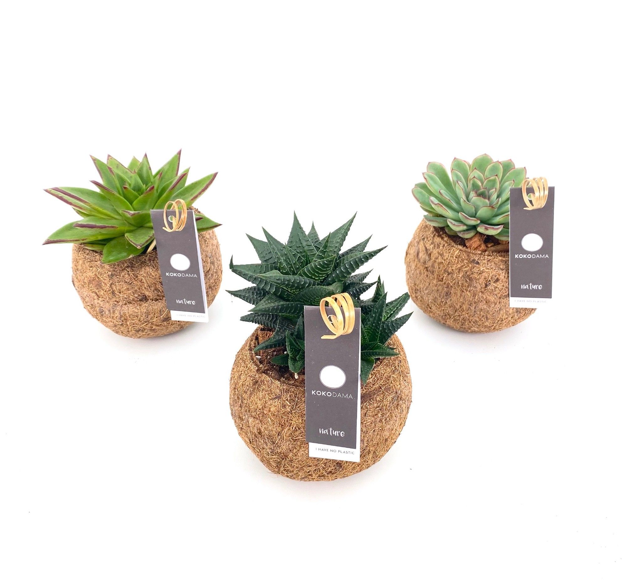 Kokodama 12 cm Succulent mix (No string), D 12