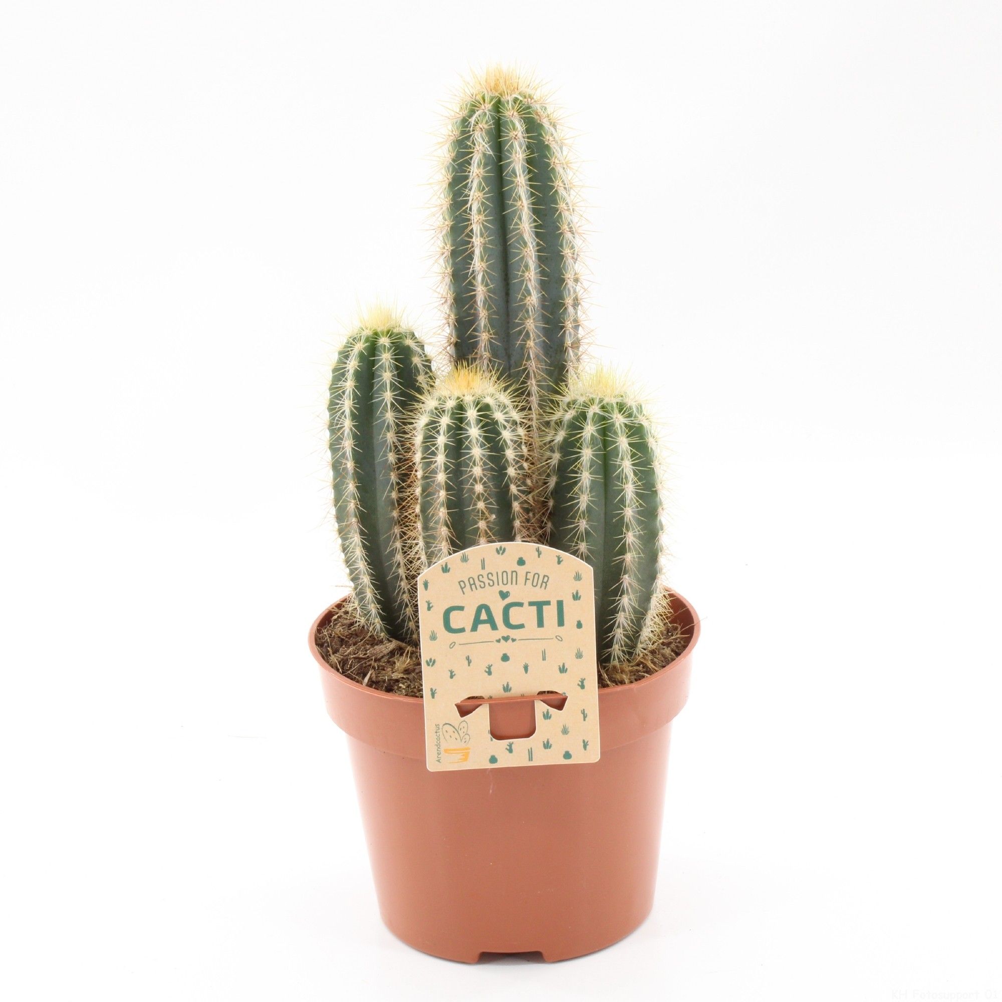 Pilosocereus odilensis, D 12