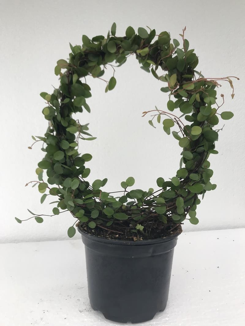 MUEHLENBECKIA COMPLEXA 30 CM HOOP, D 12