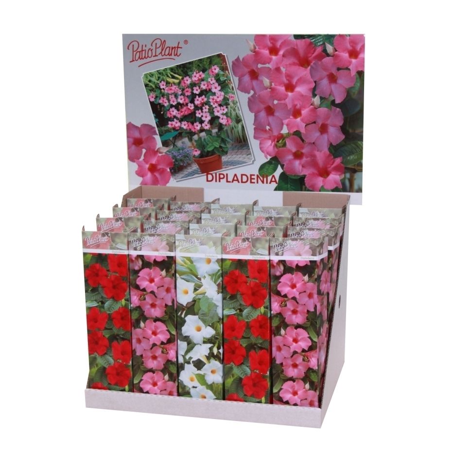 Dipladenia mix, D 10,5