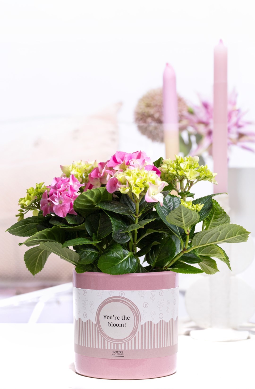 Hydrangea pink in P&P cadeau concept: YOU'RE THE BLOOM!, D 10