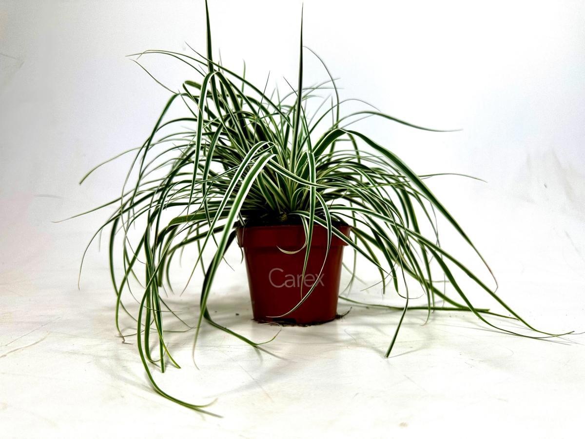 Carex oshimensis 'Everest', D 10,5