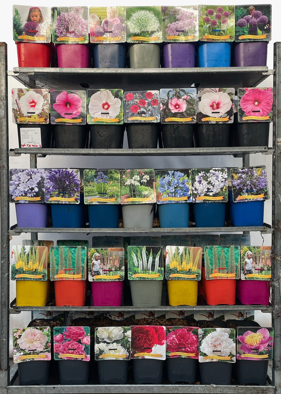 Vaste planten Mix CC 1 C5, D 21