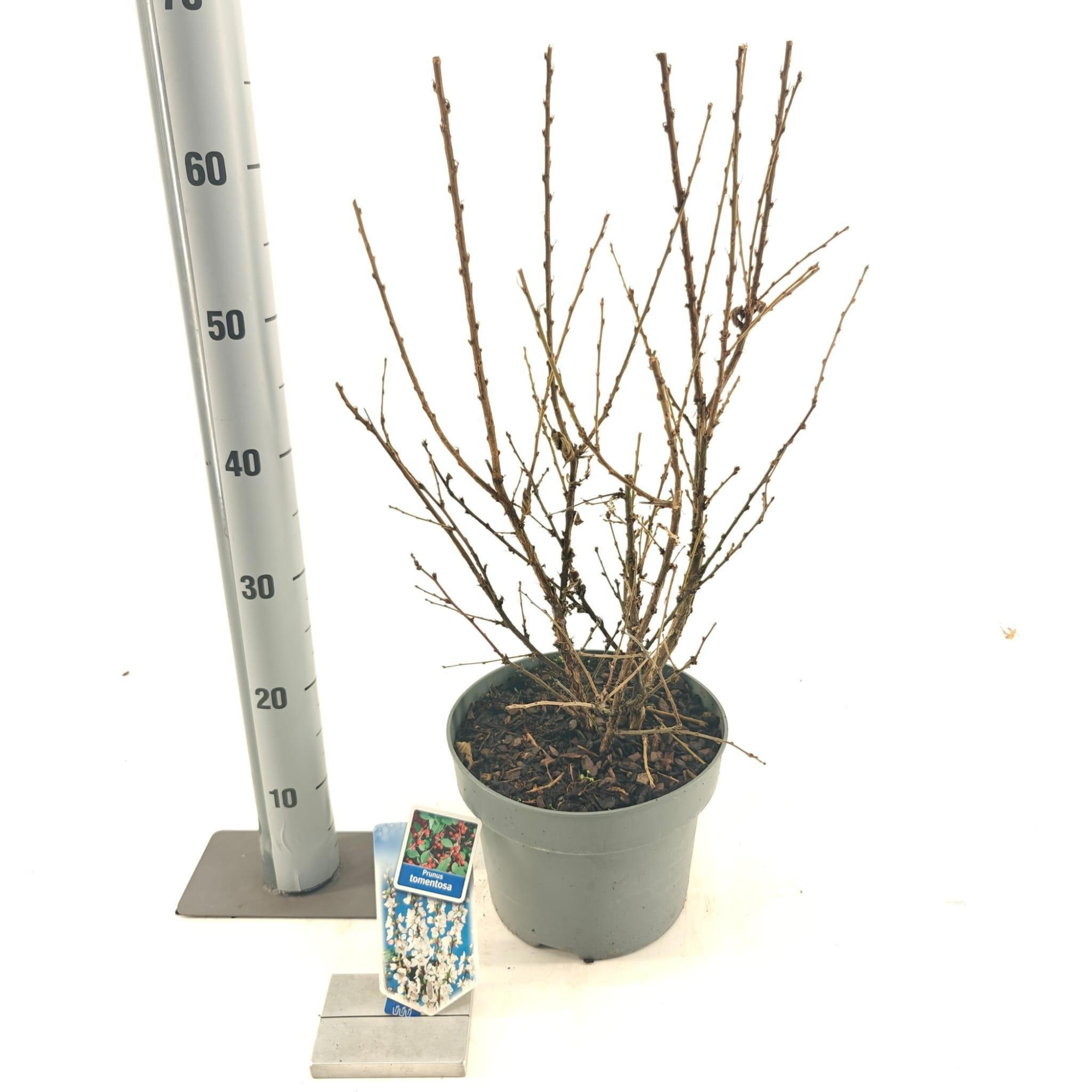 Prunus tomentosa, D 23