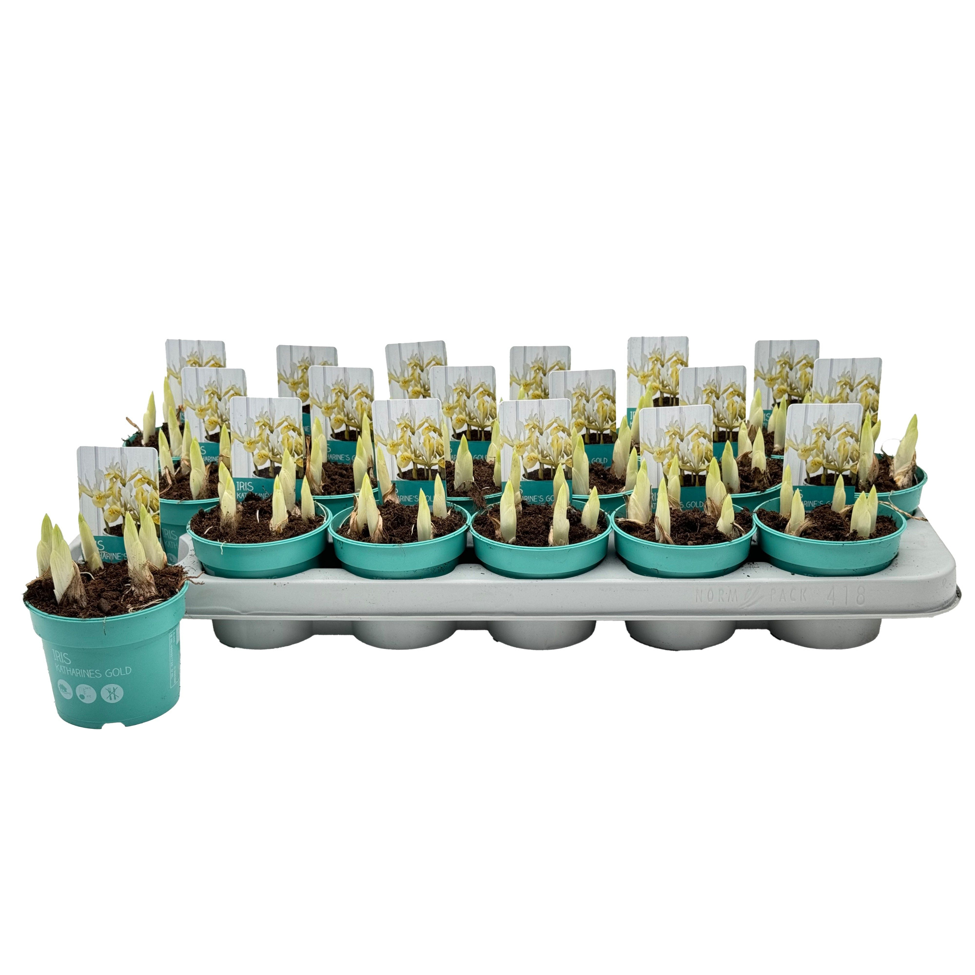 Iris Katharines Gold 'Diamond Collection', D 9