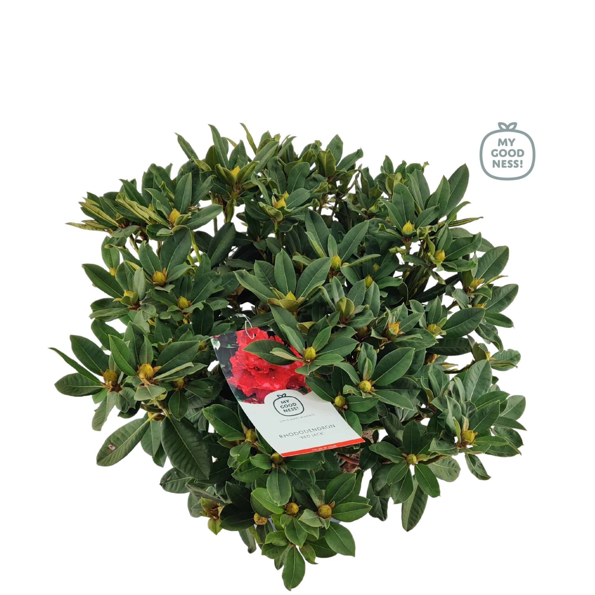 Rhododendron 70-80 /15 liter 'Red Jack', D 34