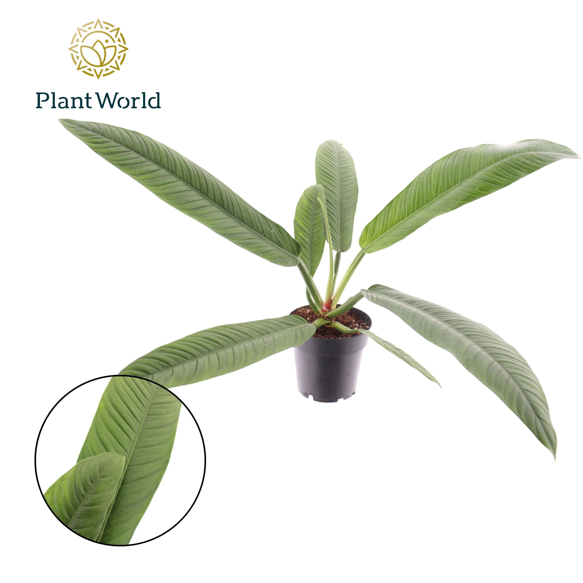 Philodendron Campii, D 14