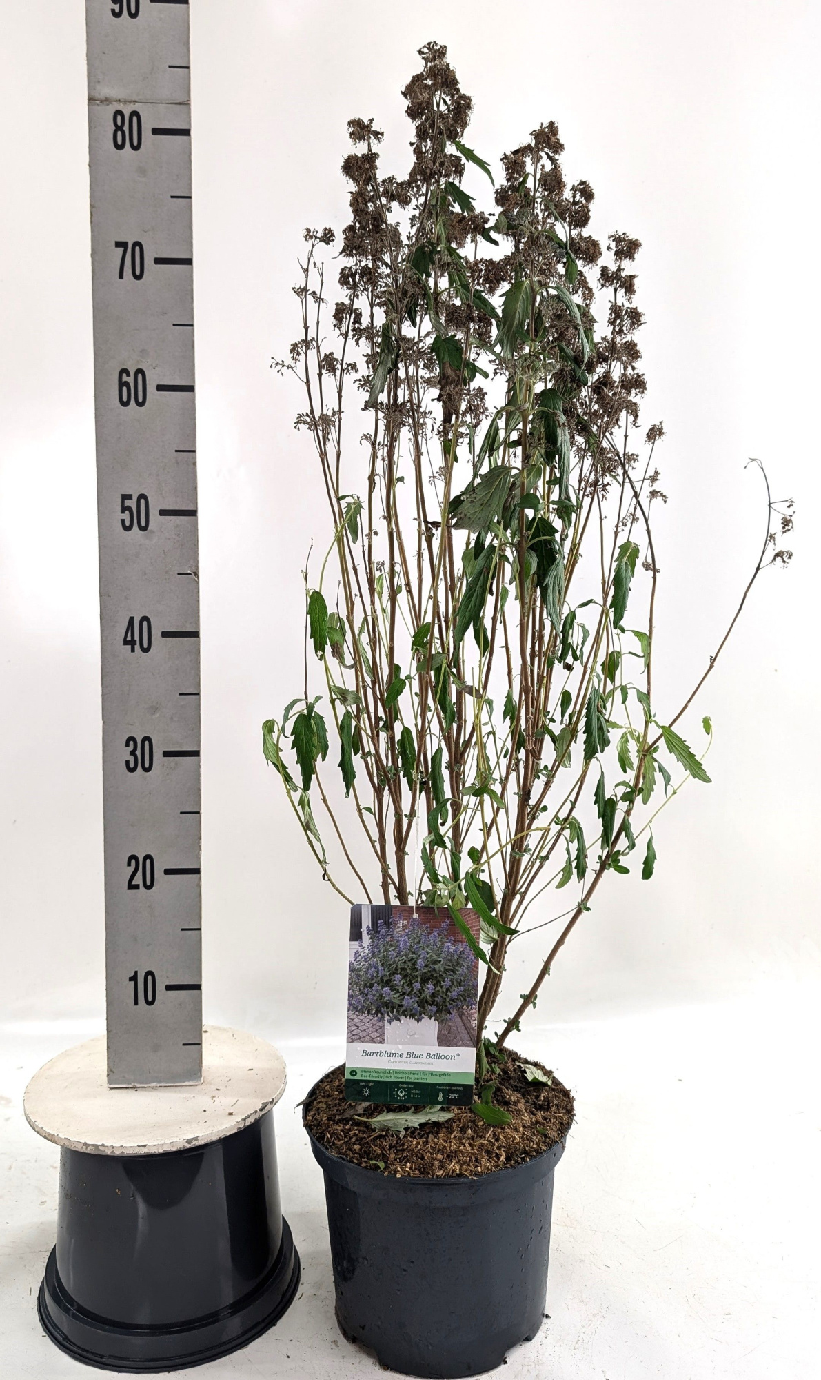 Caryopteris clan. 'Blue Balloon' -R-, D 23