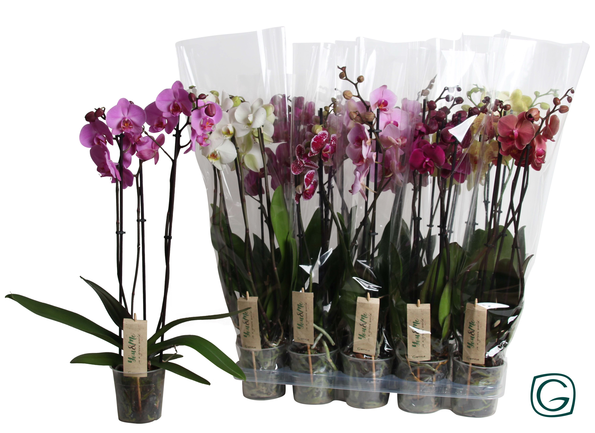 Phal. 3 tk mix 18+, D 12