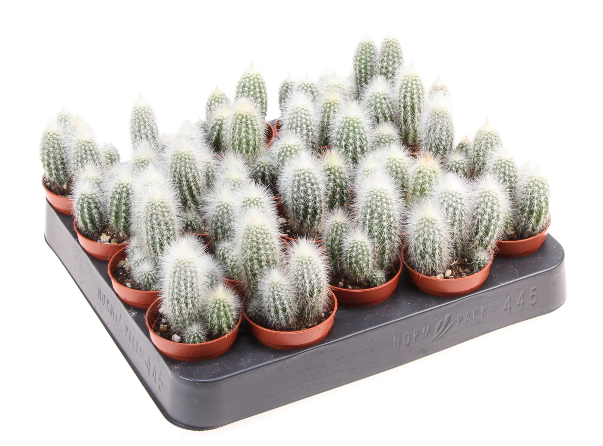 Cleistocactus strausii, D 5,5