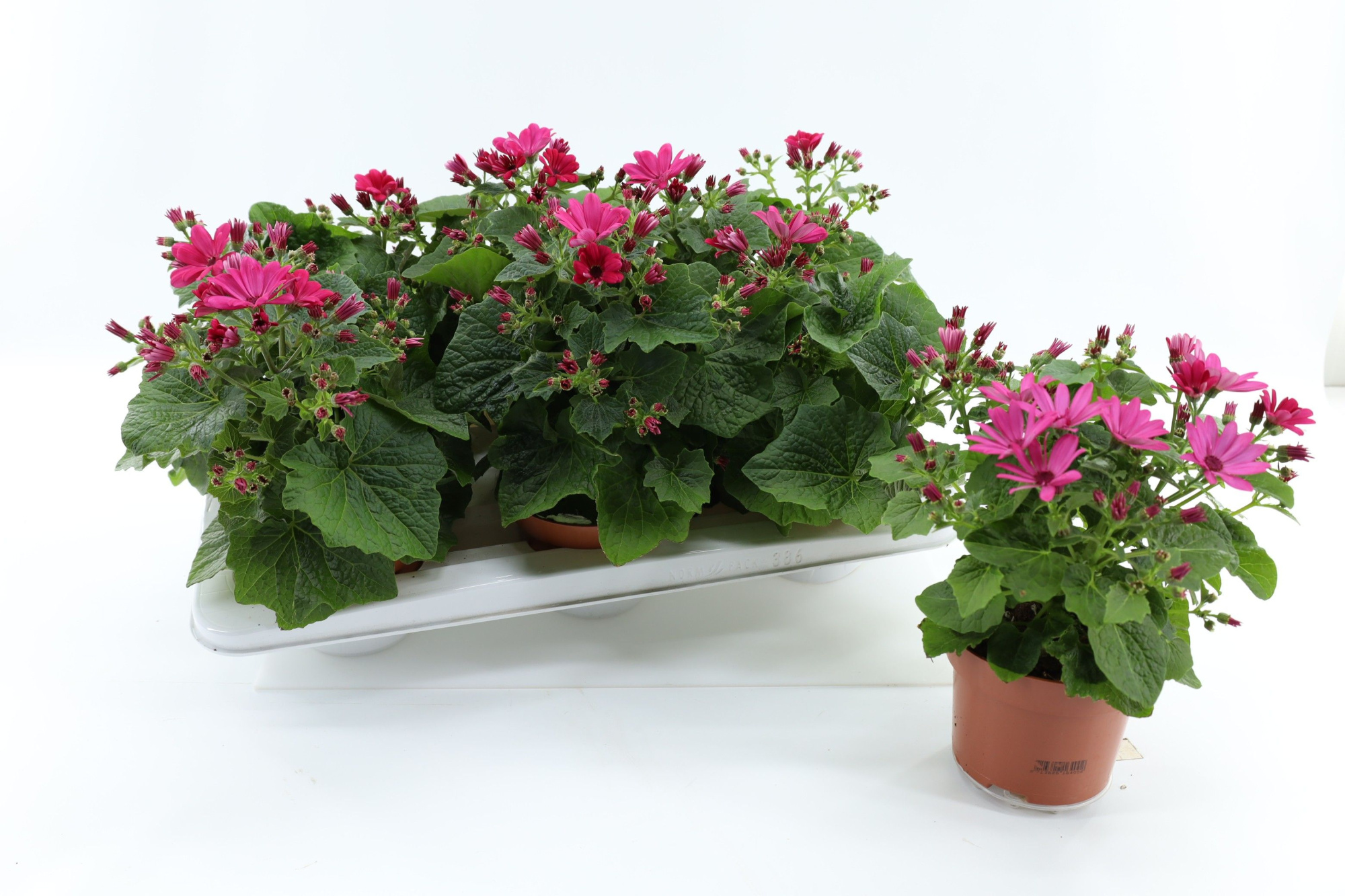 Pericallis Mandala Salmon, D 13