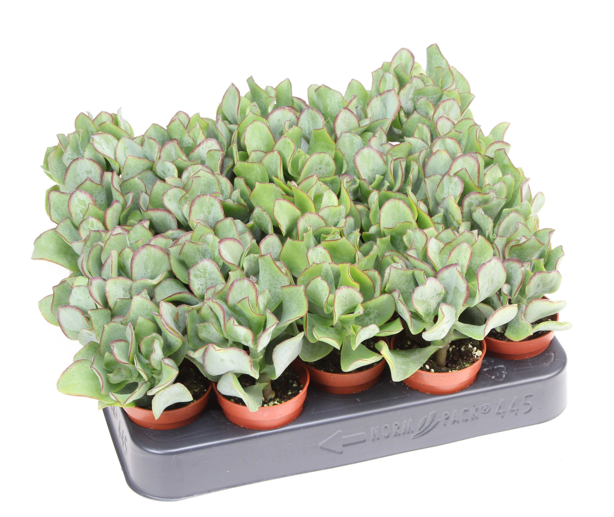 Crassula aborescens, D 5,5