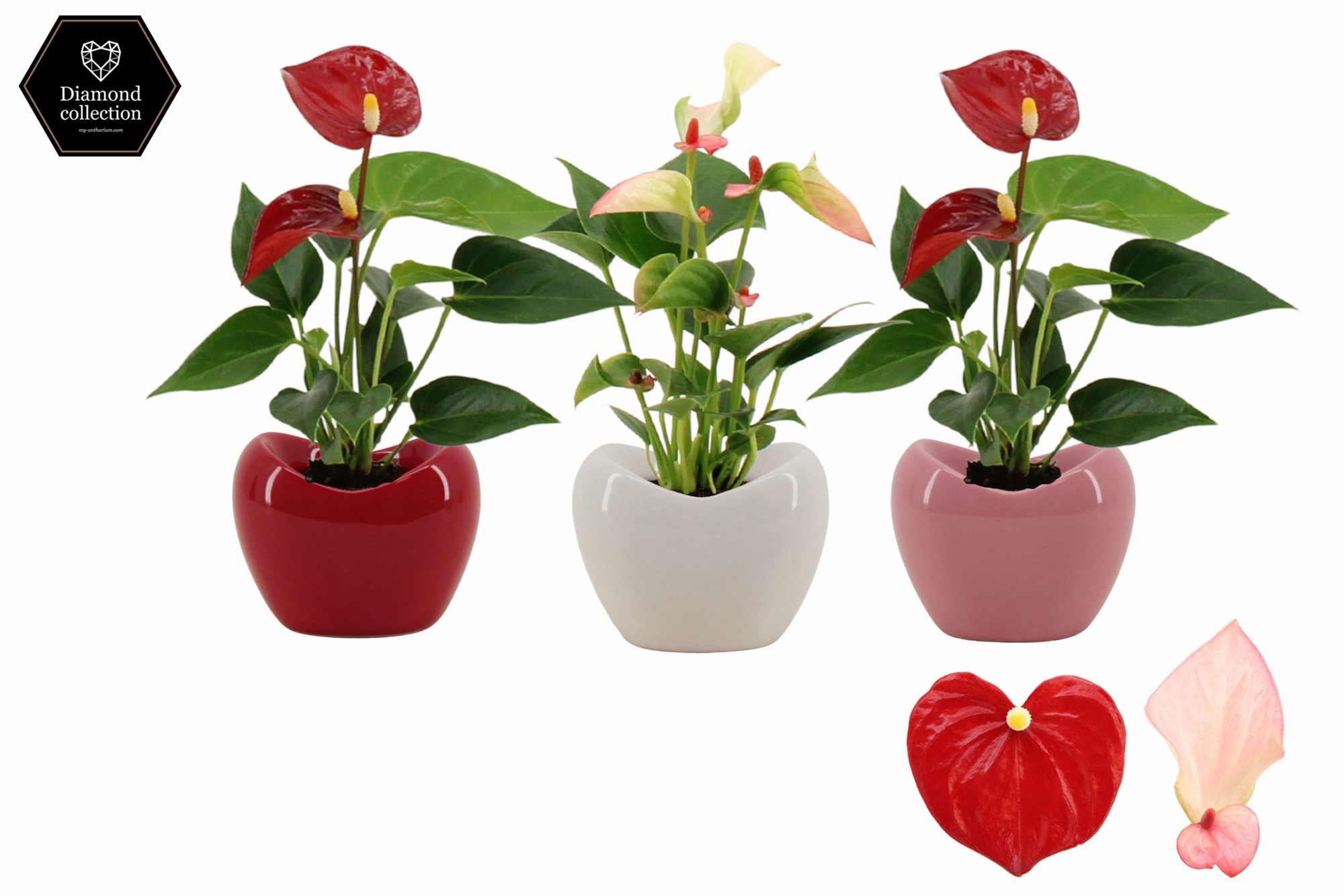 Anthurium 6 cm 2 color mix in Paris ceramics, D 6